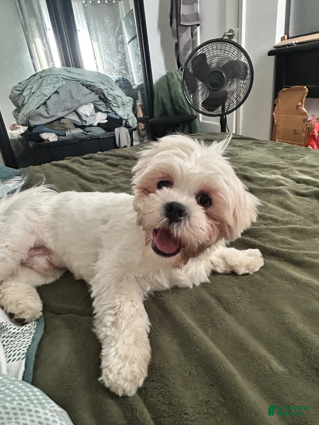 Lhasa Apso dogs for sale: Lhasa Apso Puppy 2 - Ad 2