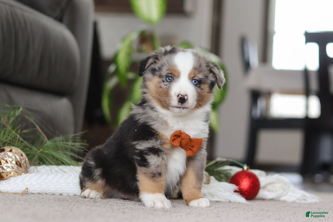 Miniature Australian Shepherd dogs for sale: Anson - Ad 5