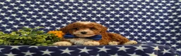 Toy Poodle dogs for sale: Fabian - Ad 5