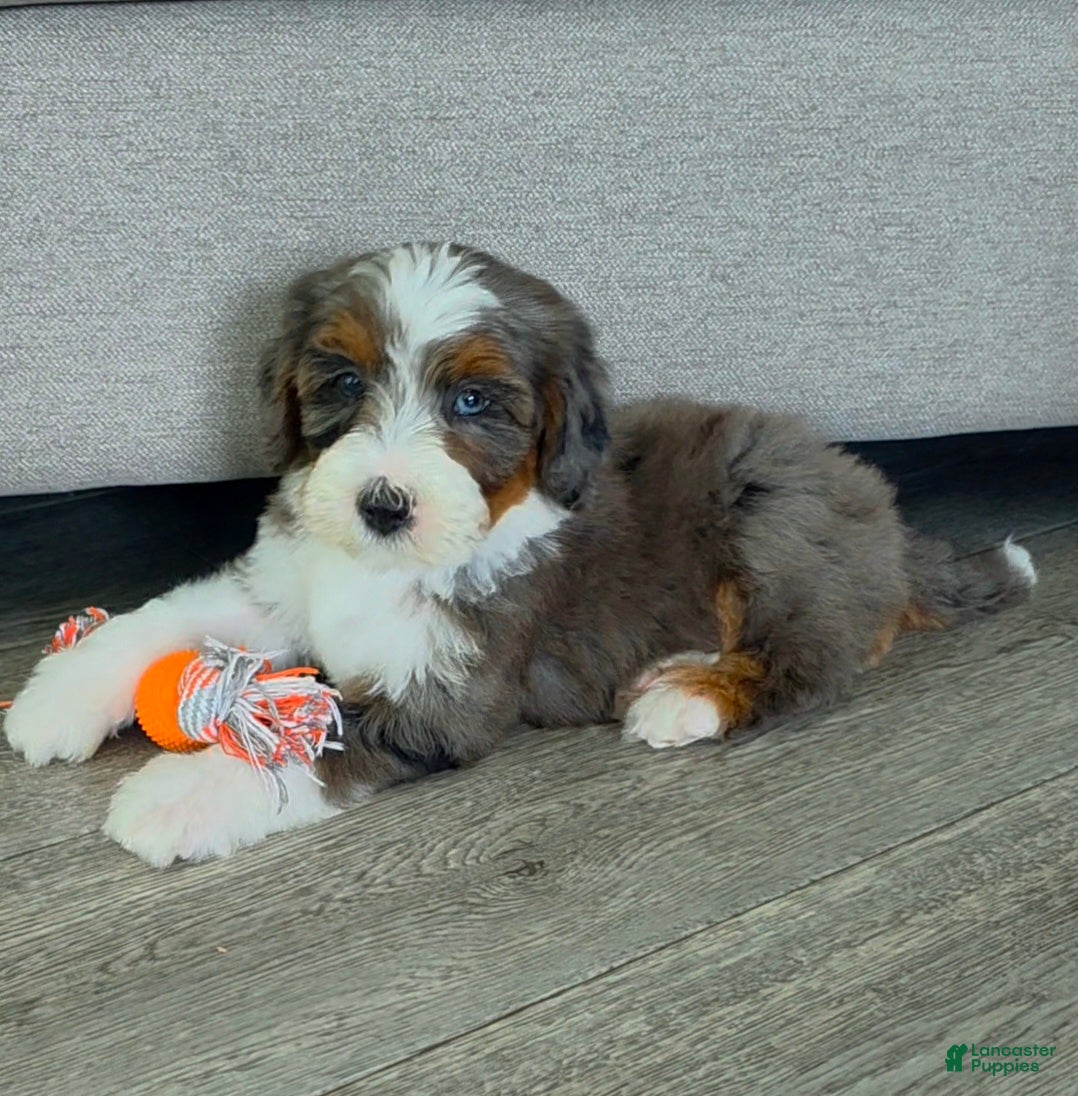 Bernedoodle dogs Asher - Ad 1