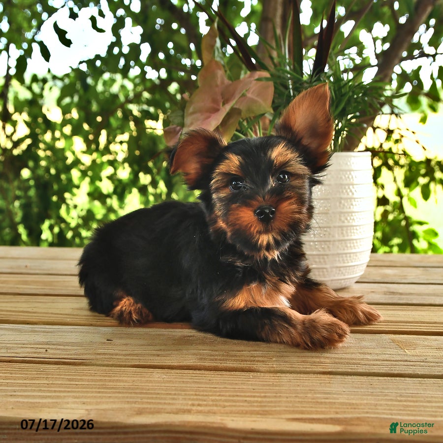 Yorkshire Terrier dogs Bandit - Ad 1