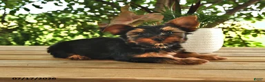 Bandit