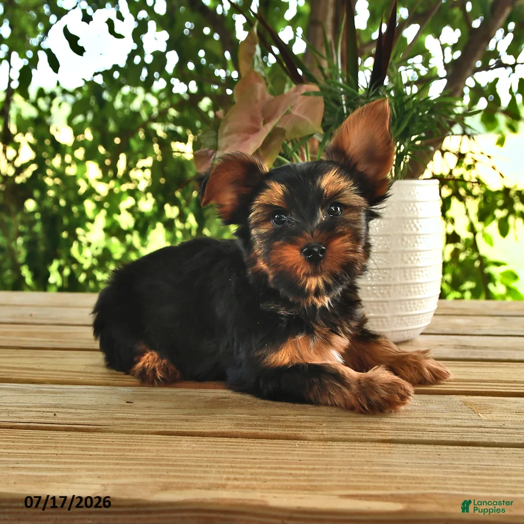 Yorkshire Terrier dogs for sale: Bandit - Ad 1