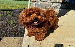 Toy Poodle dogs for stud: Stud- Rudy - Image 2