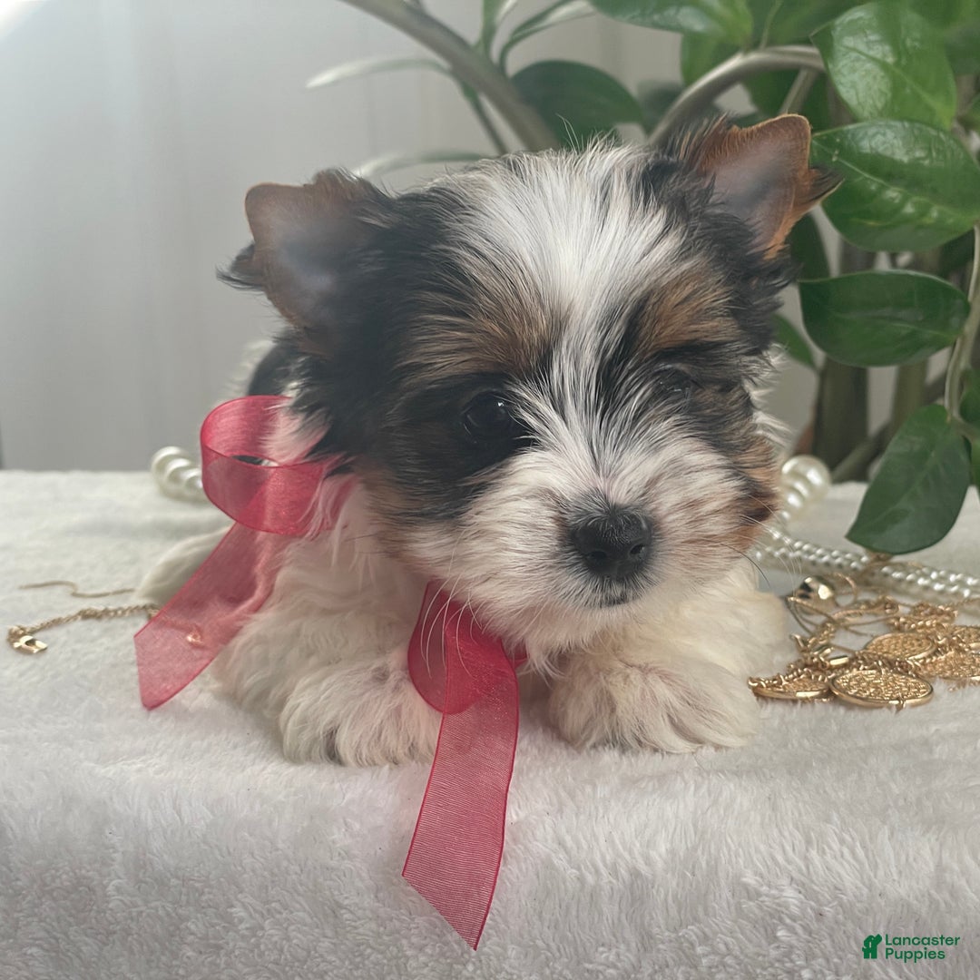 Biewer Terrier dogs for sale: Tilly - Ad 2