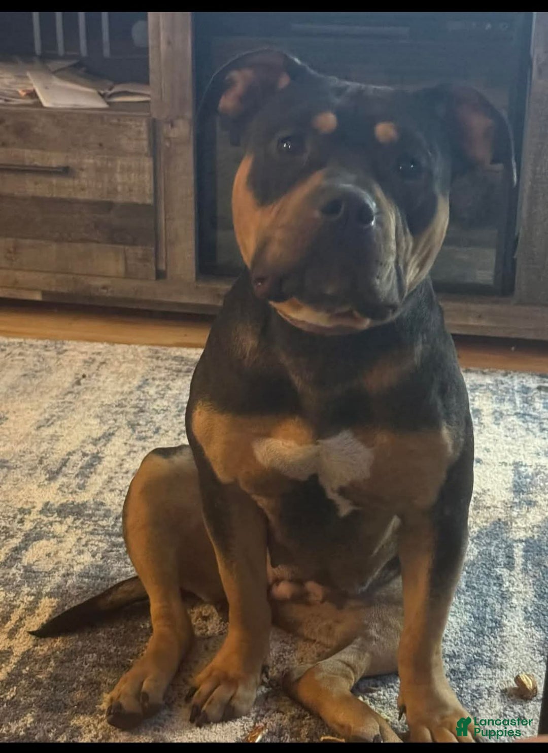 American Bully dogs for sale: Moose  - Ad 14