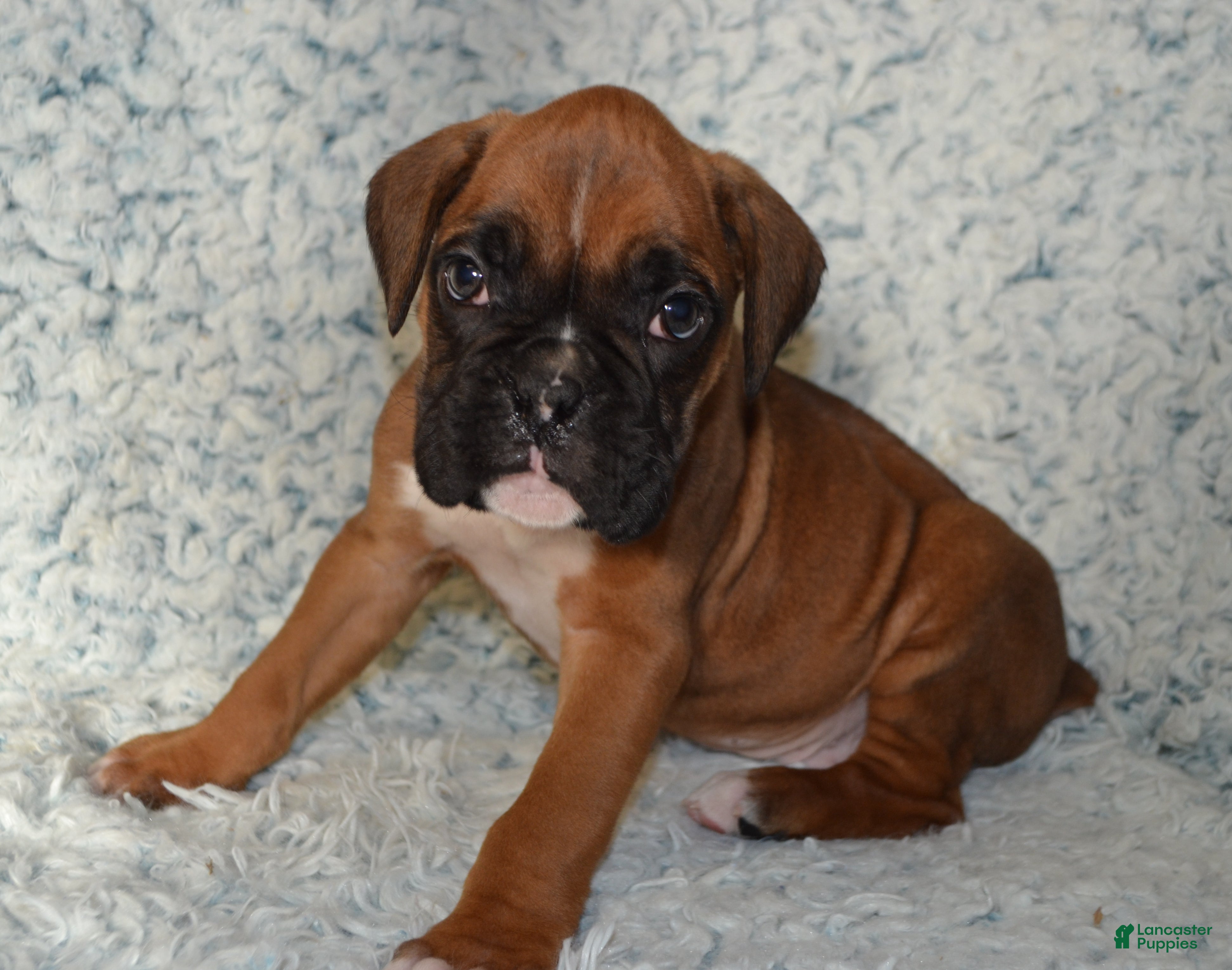 Boxer dogs Simba - Ad 25