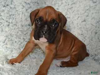 Boxer dogs Simba - Ad 25