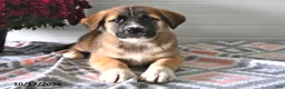 Mixed Breed dogs for sale: Sally - Ad 3
