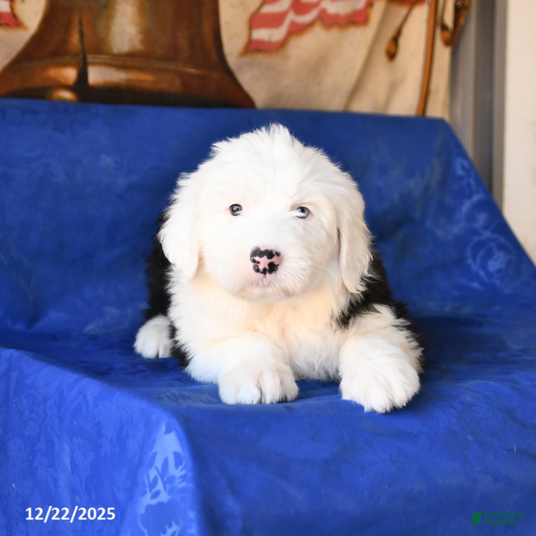 Shetland Sheepdog dogs for sale: Hazel - Ad 4