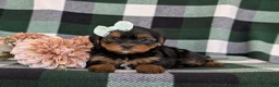 Shorkie dogs for sale: Meadow 7 lbs Full Grown - Ad 4