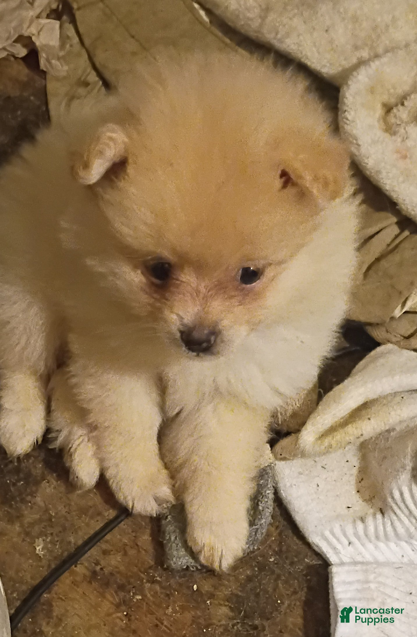 Pomeranian dogs Pomeranian 1 - Ad 1