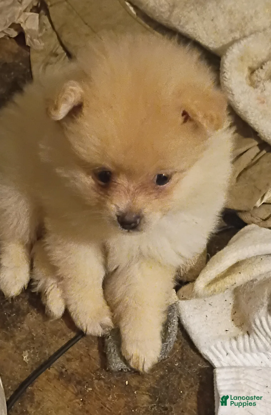Pomeranian dogs for sale: Pomeranian 1 - Ad 1