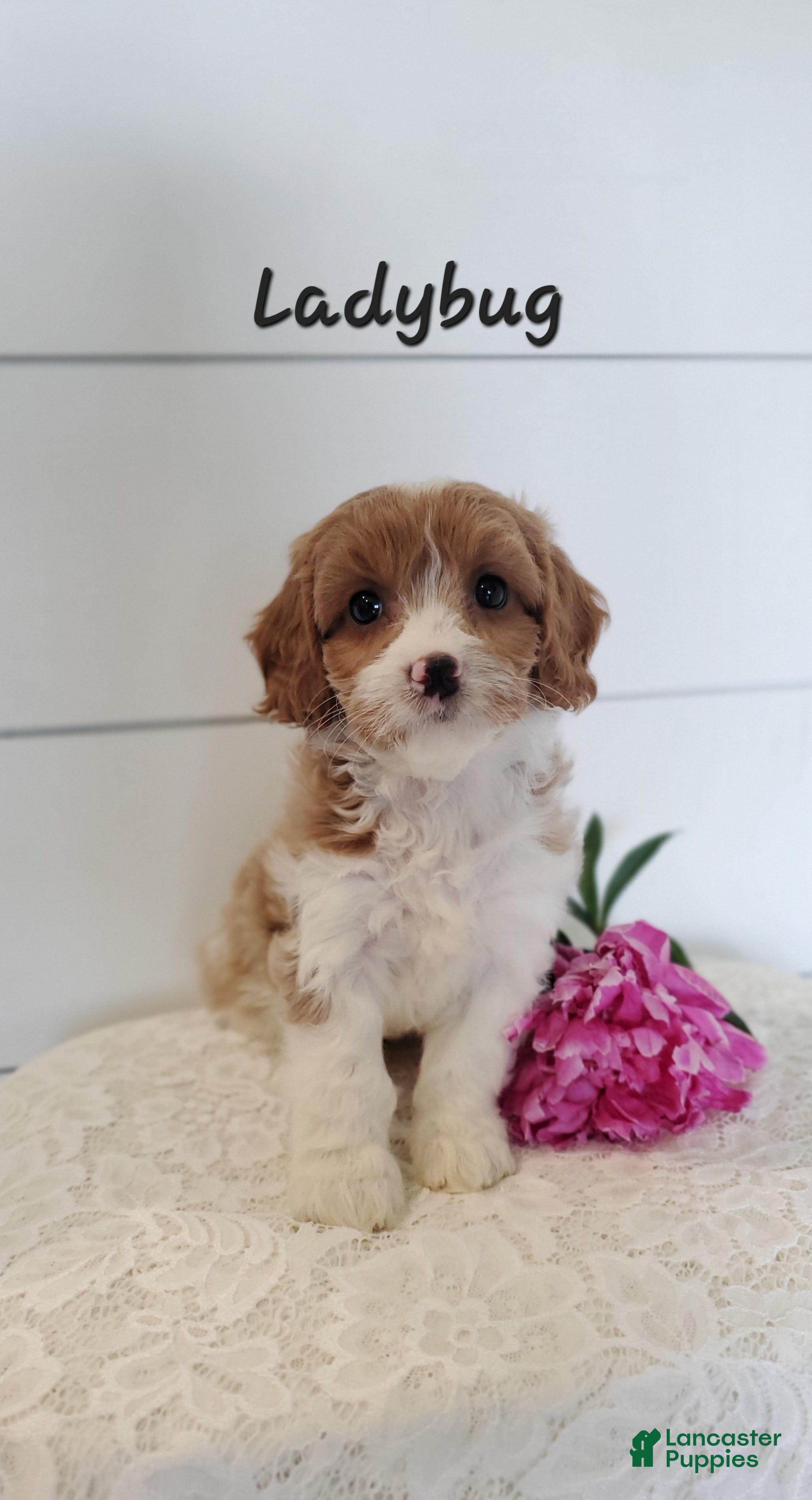 Cavapoo dogs Ladybug - Ad 9