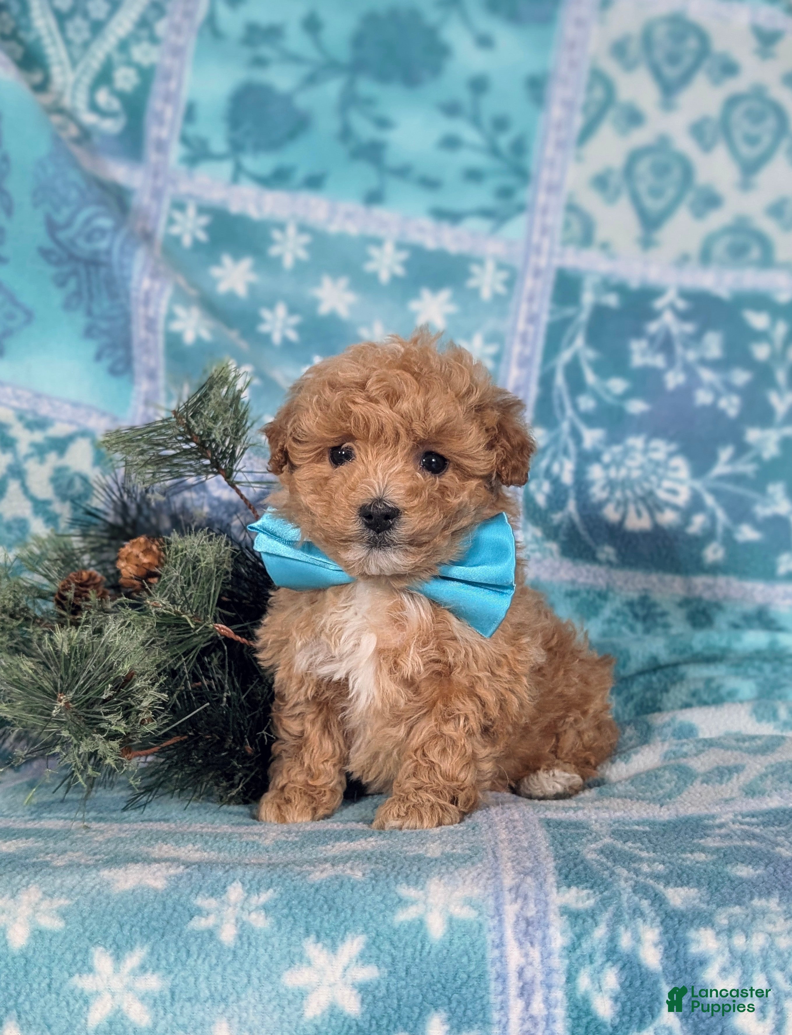 Havapoo dogs Blaine Ready for Christmas! - Ad 16