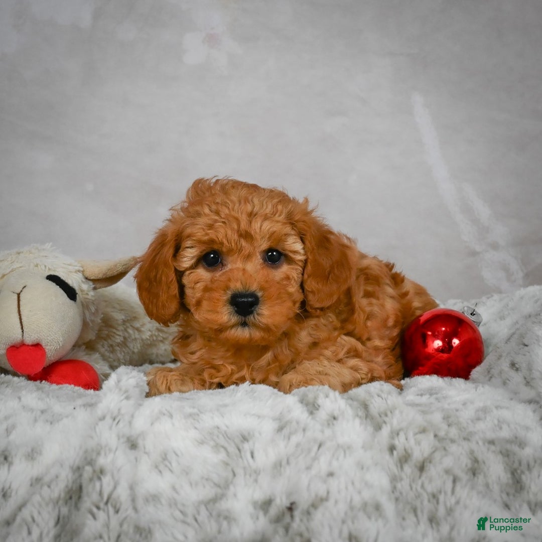 Miniature Poodle dogs for sale: Charles - Ad 6