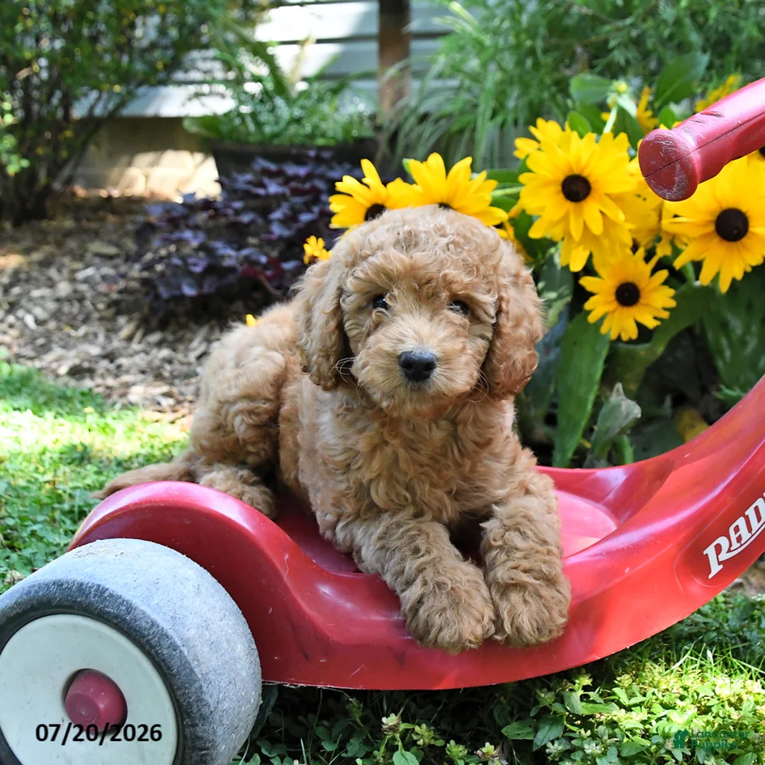 Cockapoo dogs for sale: Breeze - Ad 1