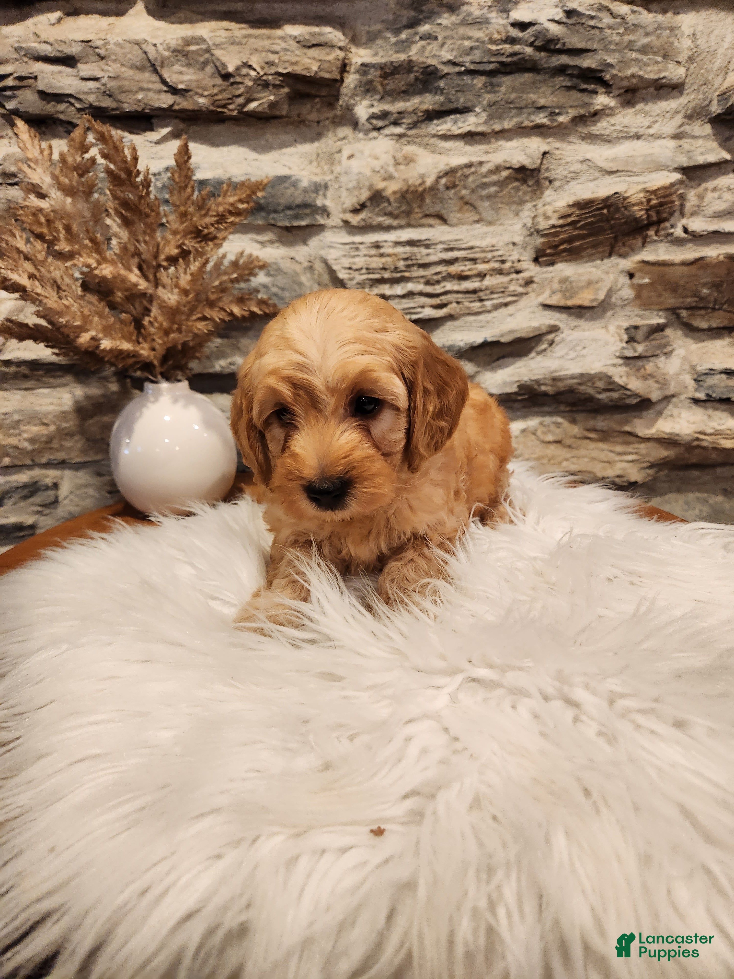 Mini Goldendoodle dogs BARKLEY - Mini Goldendoodle Puppy 1 - Ad 2