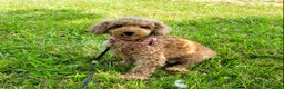 Miniature Poodle dogs for sale: Felix - Ad 11