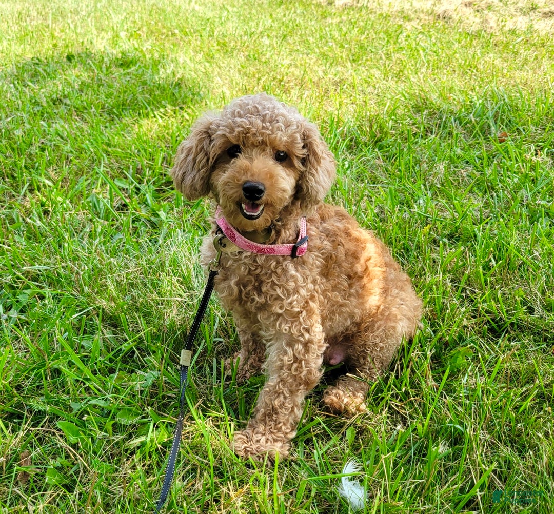Miniature Poodle dogs for sale: Felix - Ad 11