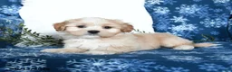 Shihpoo dogs for sale: Wyatt - Ad 2