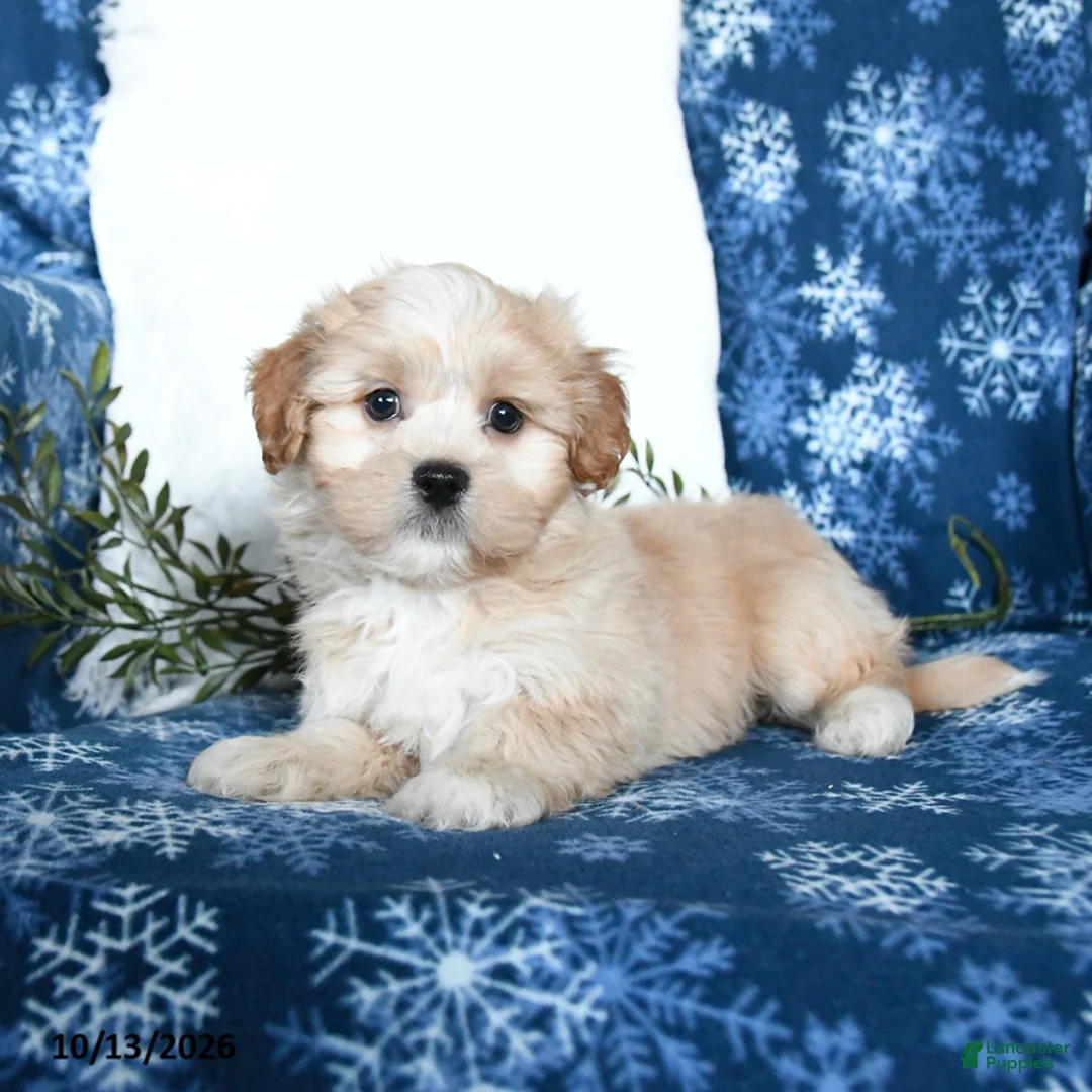 Shihpoo dogs for sale: Wyatt - Ad 2