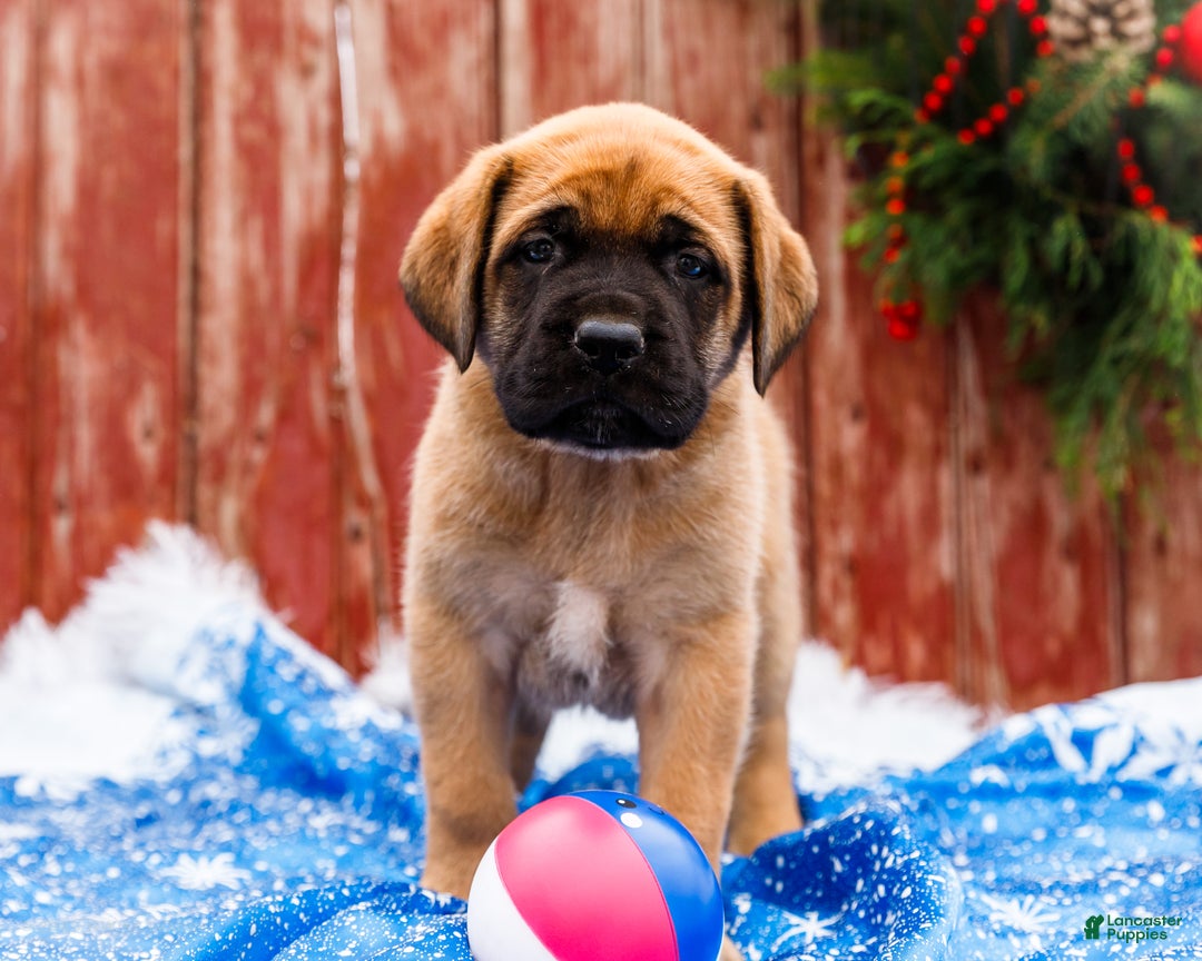 English Mastiff dogs for sale: Mr Putter - Ad 3