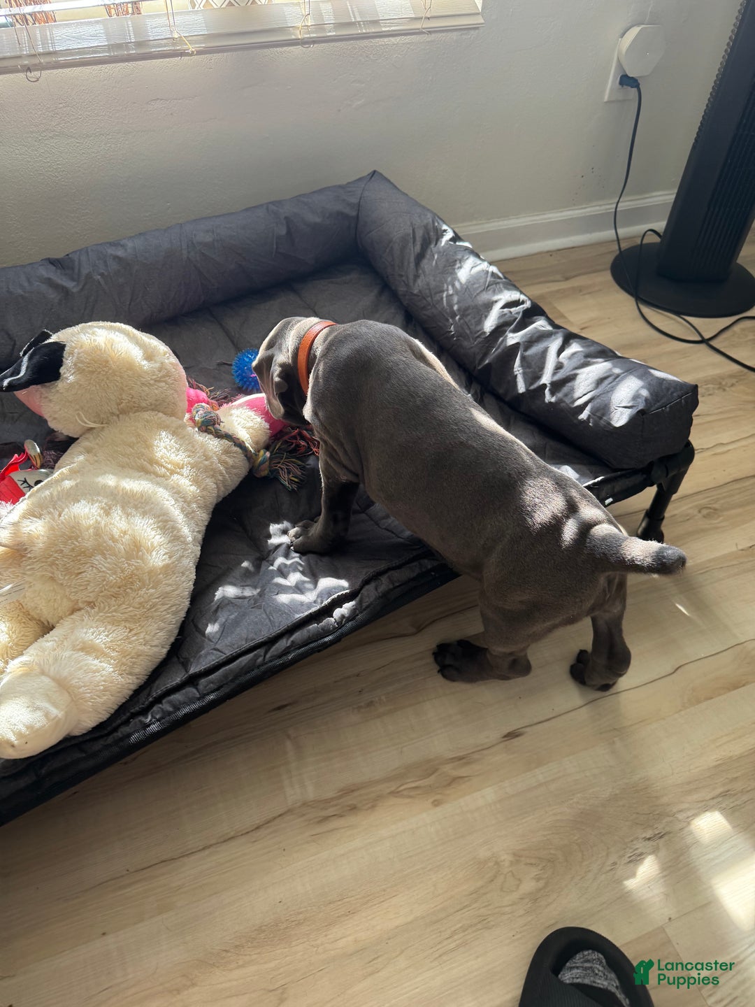 Cane Corso dogs for sale: Doja - Ad 3