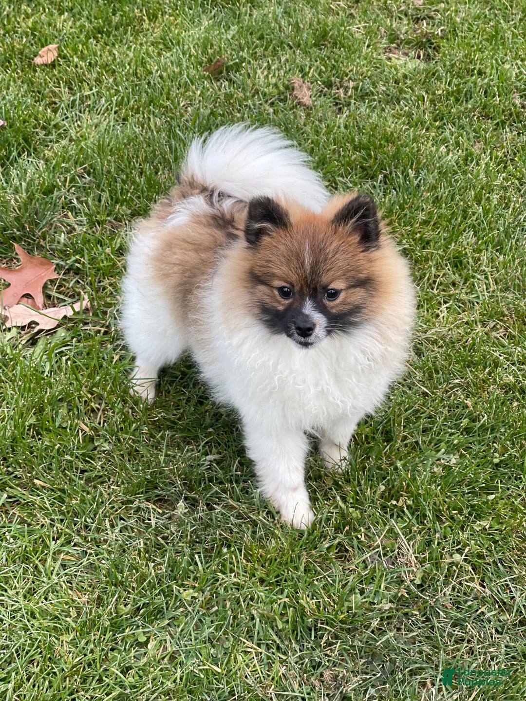 Pomeranian dogs for sale: Nelly - Ad 7