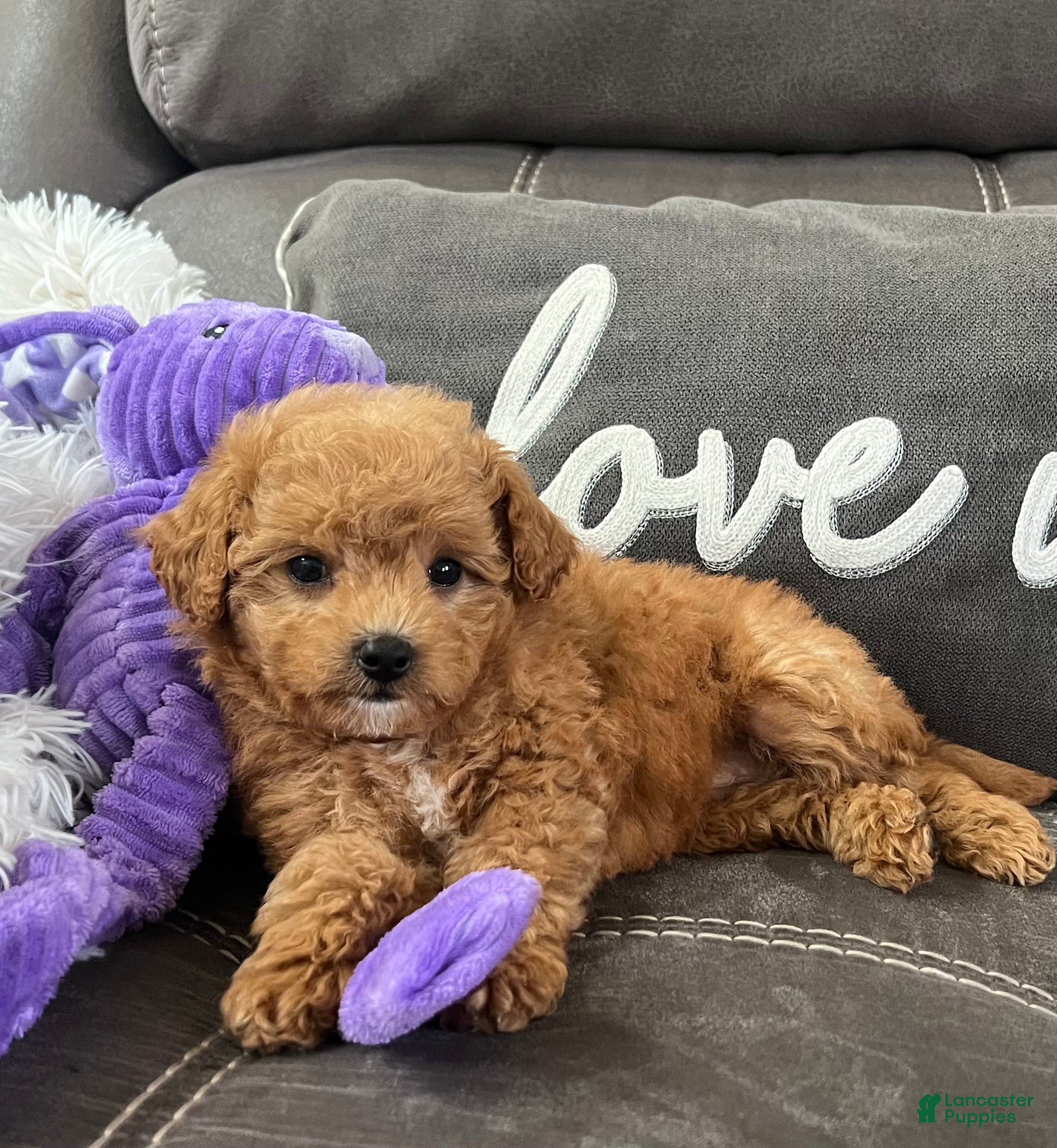 Mini Goldendoodle dogs for sale: Nova (Micro Mini Goldendoodle) - Ad 1