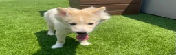 Alaskan Klee Kai dogs for sale: Lady Alona (Lady) - Ad 8