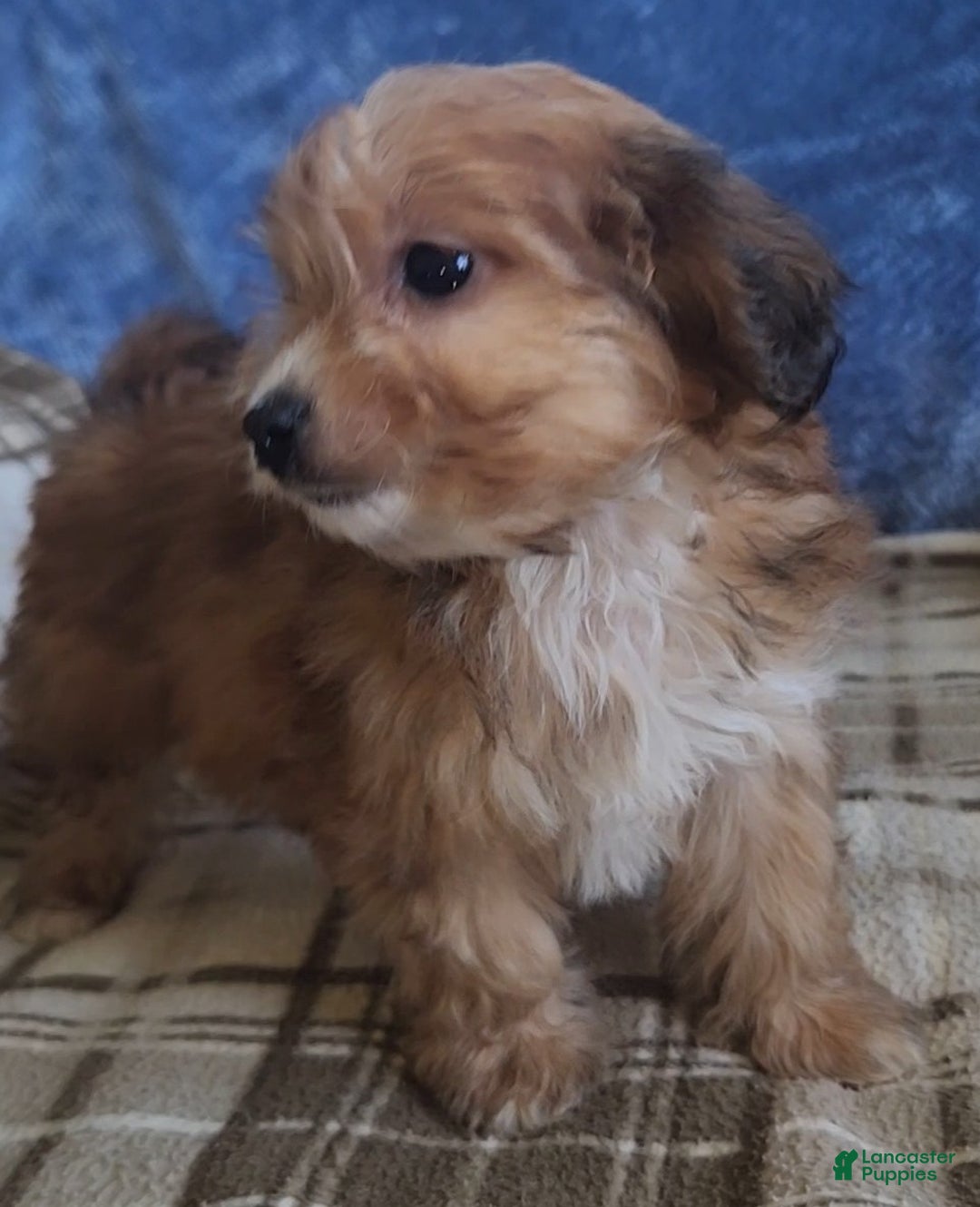 Mixed Breed dogs for sale: Molly - Ad 6