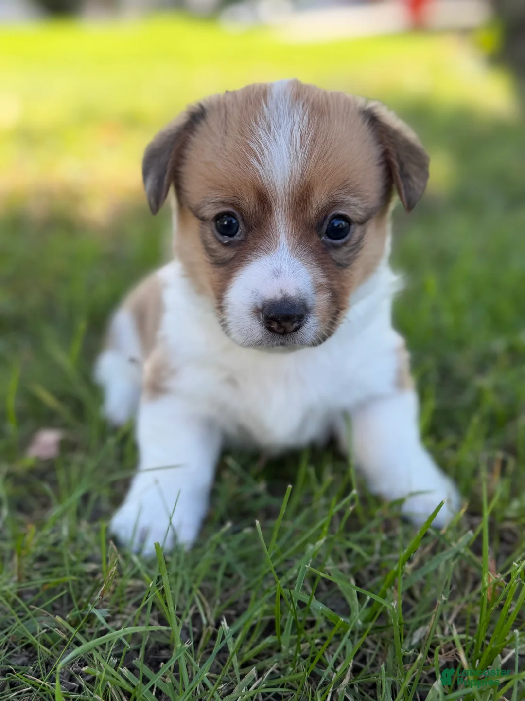 Mixed Breed dogs for sale: Flo - Ad 1