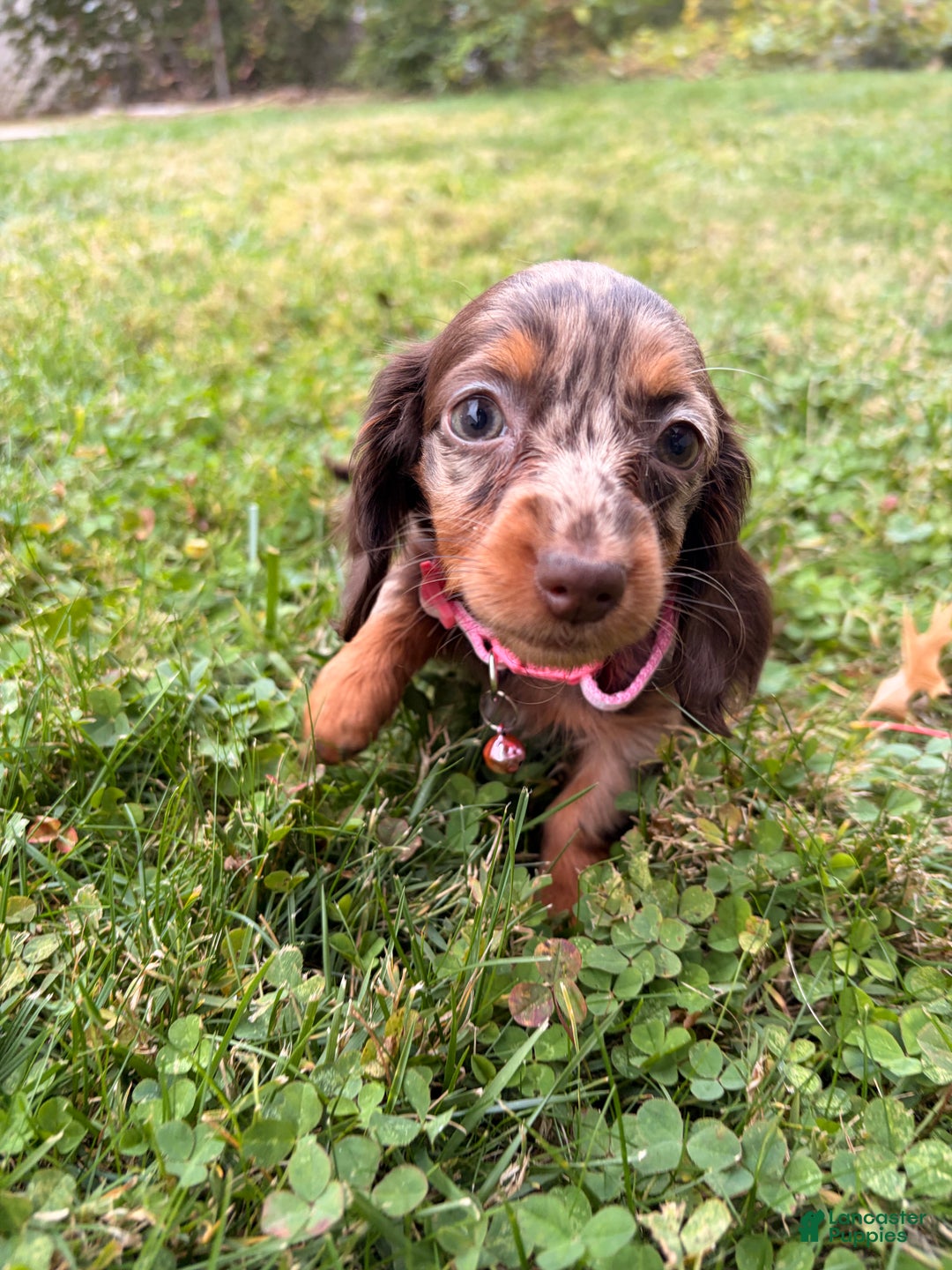 Miniature Dachshund dogs for sale: Maple - Ad 5