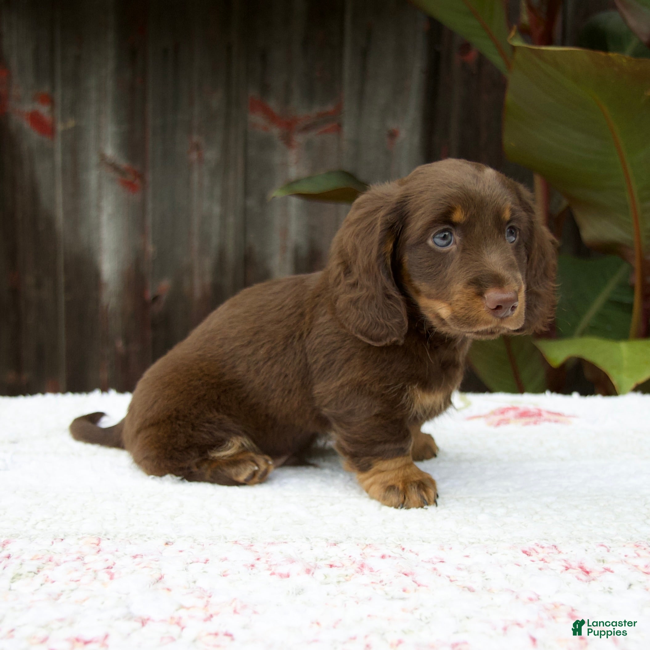 Miniature Dachshund dogs Austin - Ad 2