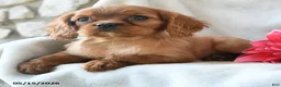 Cavalier King Charles Spaniel dogs for sale: Harper - Ad 4