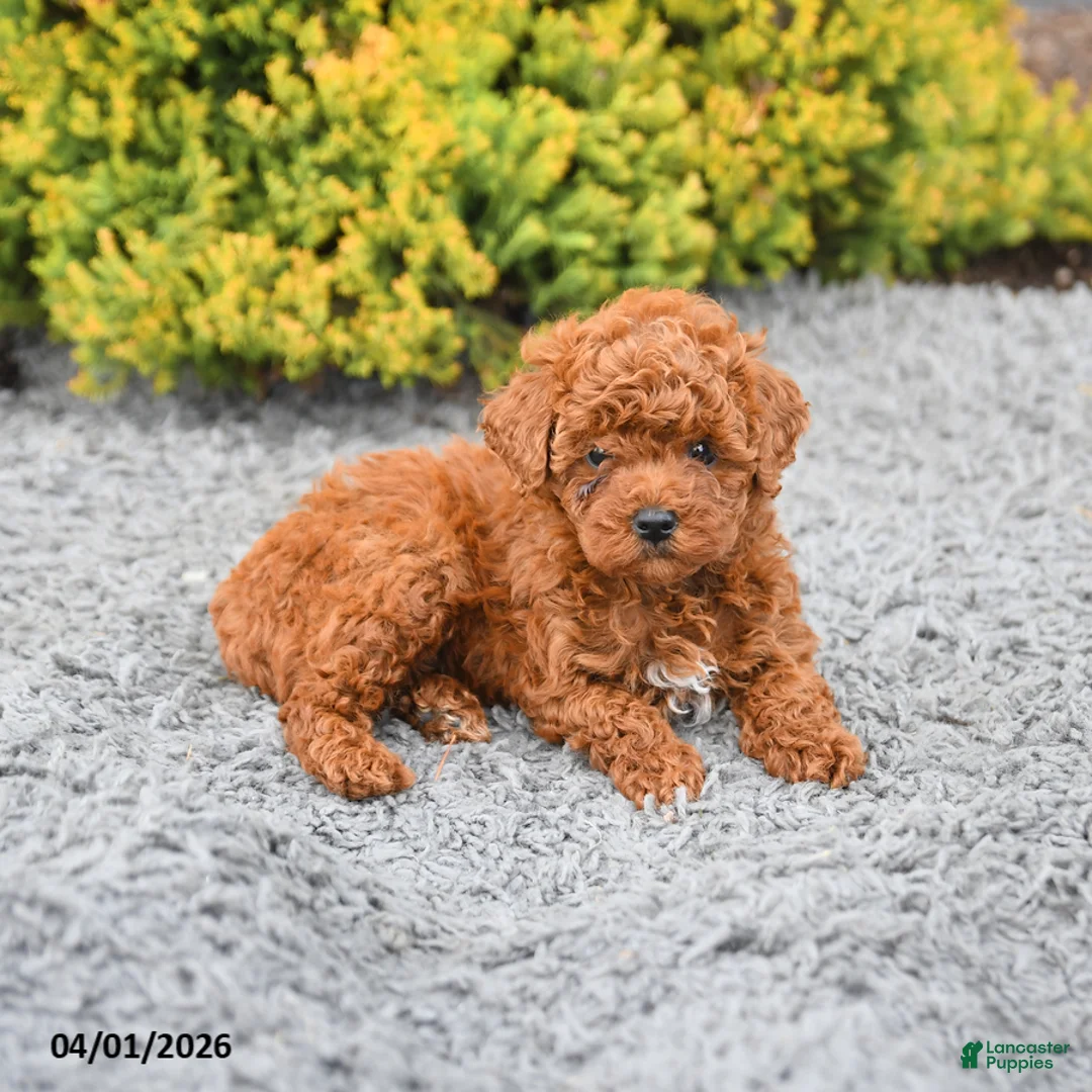 Miniature Poodle dogs for sale: Maple   - Ad 2