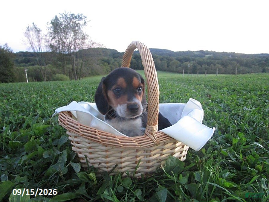 Beagle dogs Pebbles - Ad 29