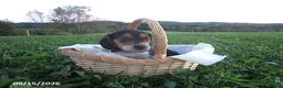 Beagle dogs for sale: Pebbles - Ad 1
