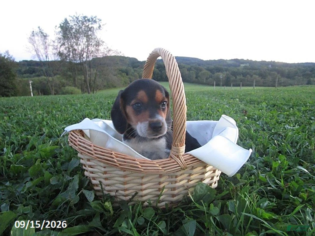 Beagle dogs for sale: Pebbles - Ad 1