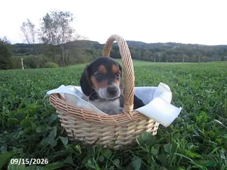 Beagle dogs Pebbles - Ad 29
