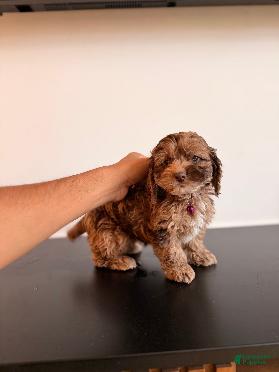 Cockapoo dogs for sale: Mocha - Ad 1