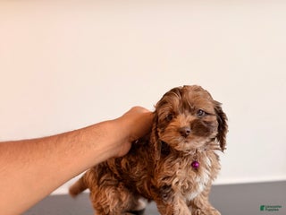 Cockapoo dogs Mocha - Ad 10