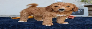 Milo 