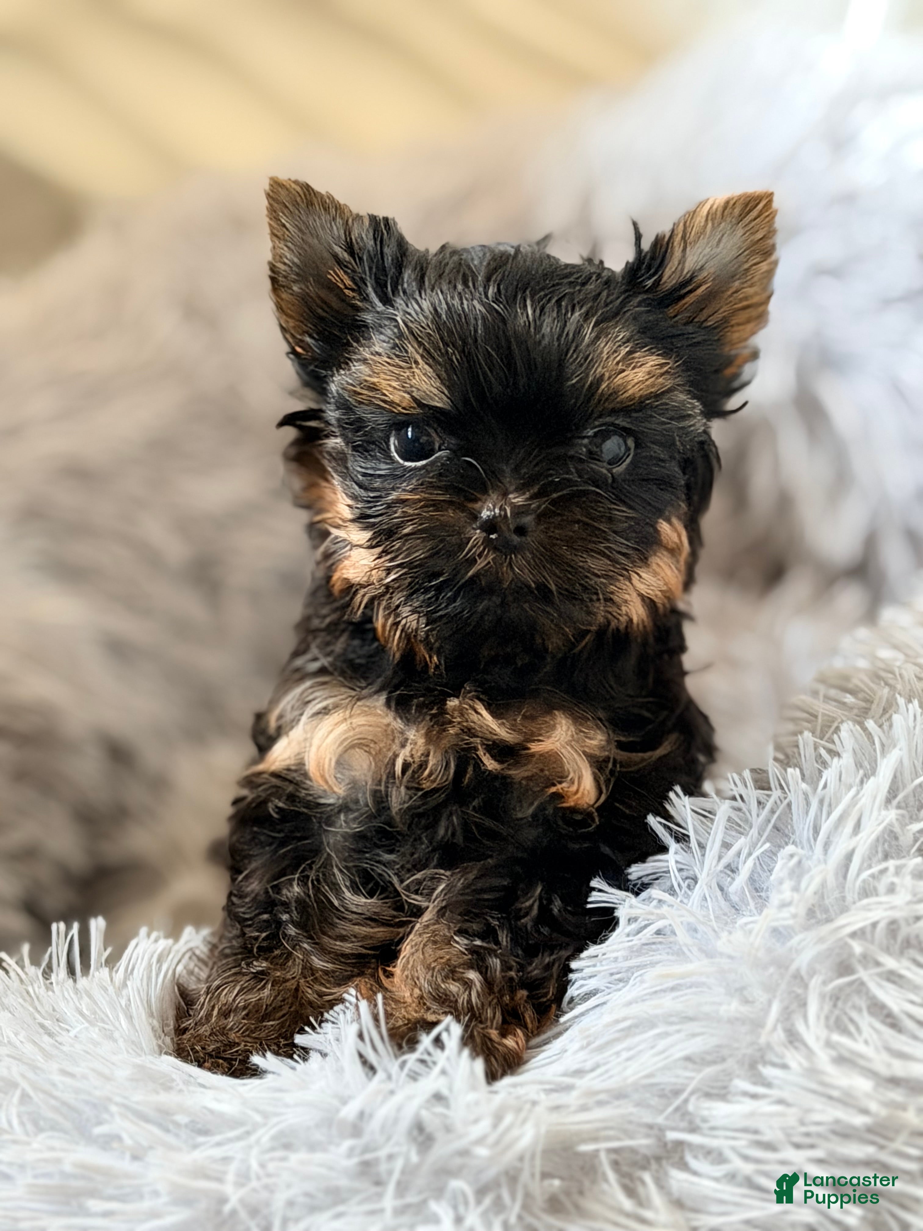 Yorkshire Terrier dogs Yorkshire Terrier 2 - Ad 2