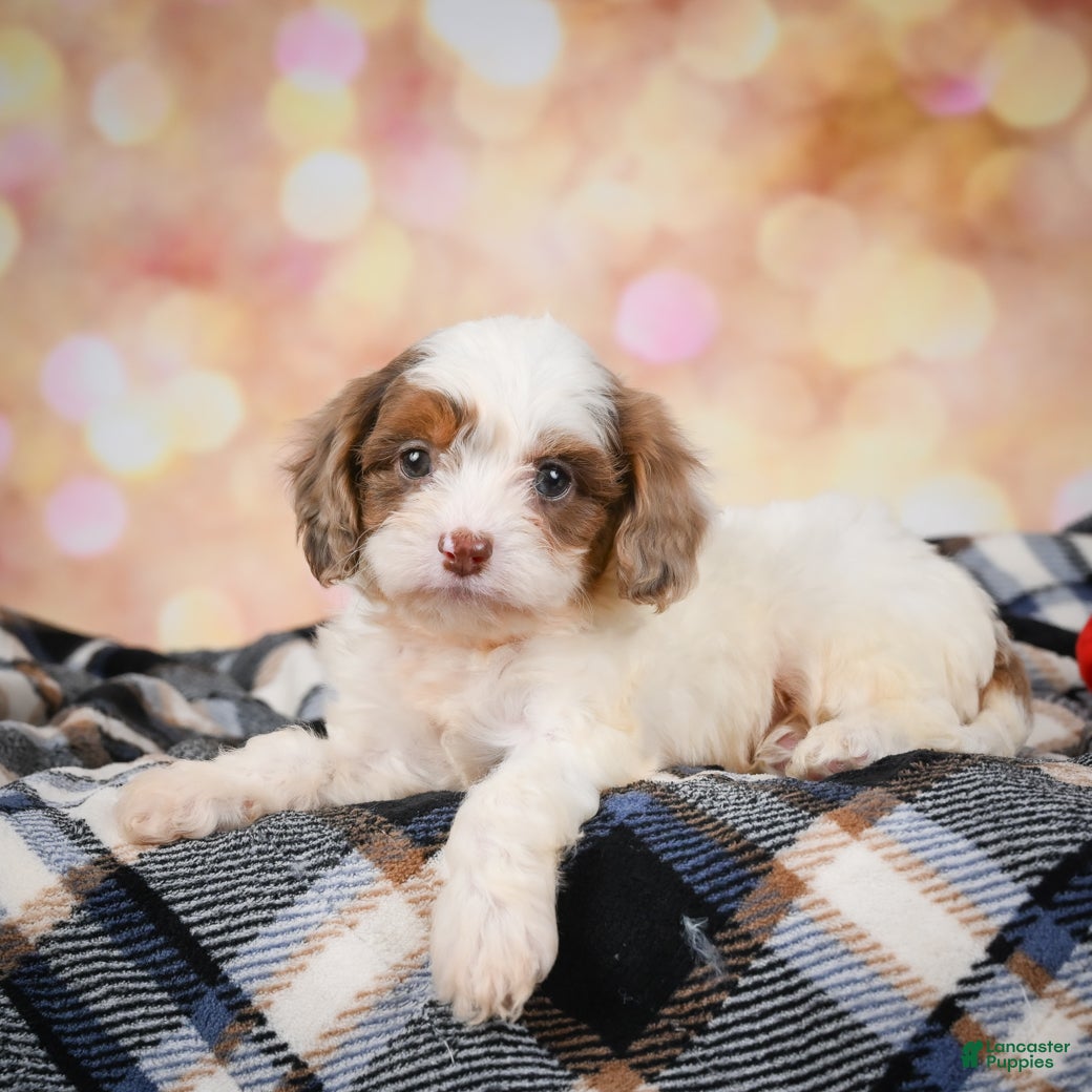 Cavapoo dogs Aster - Ad 1