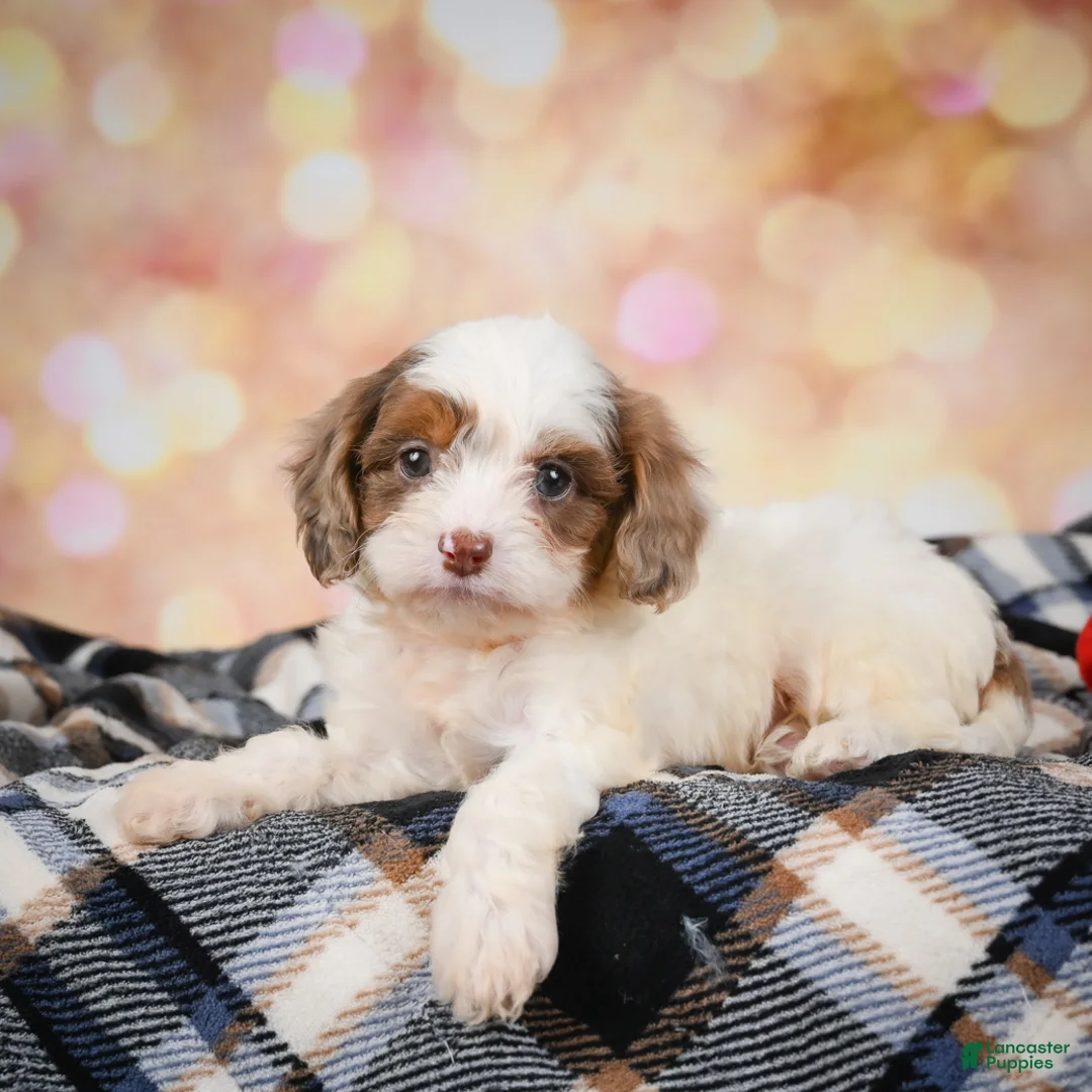 Cavapoo dogs for sale: Aster - Ad 1