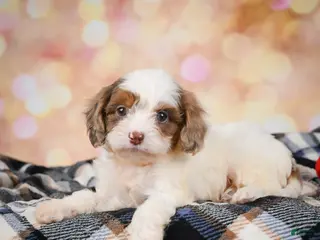 Cavapoo dogs for sale: Aster - Ad 1