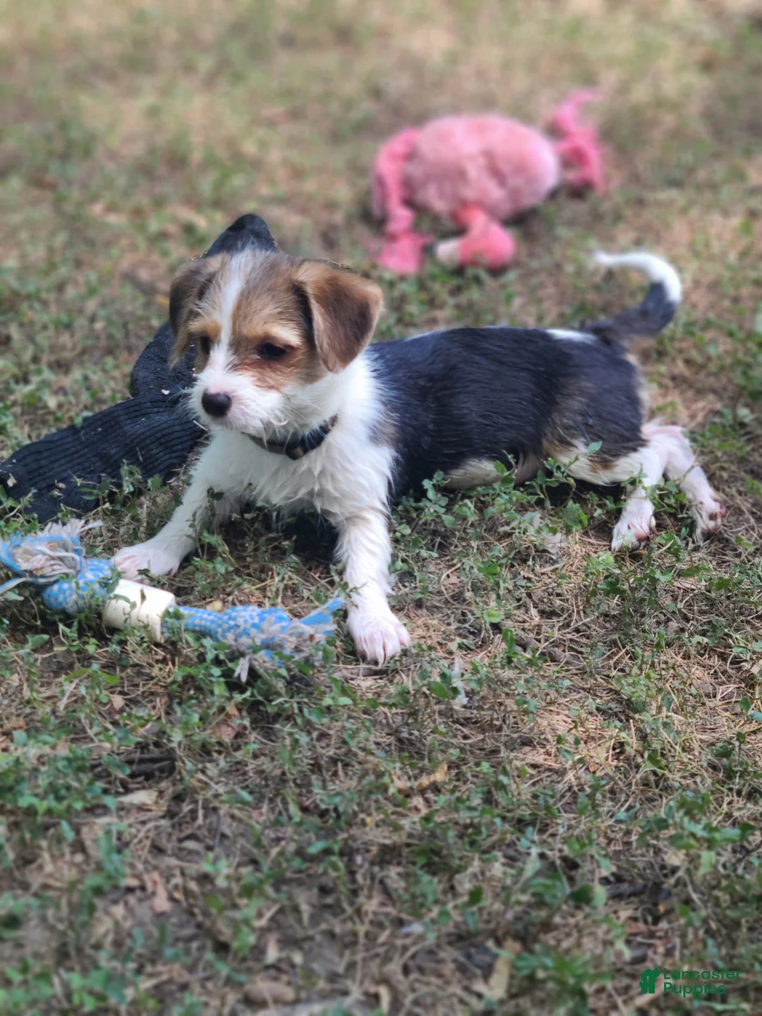 Mixed Breed dogs for sale: Daisy - Female - White/Black/Brown - Ad 2