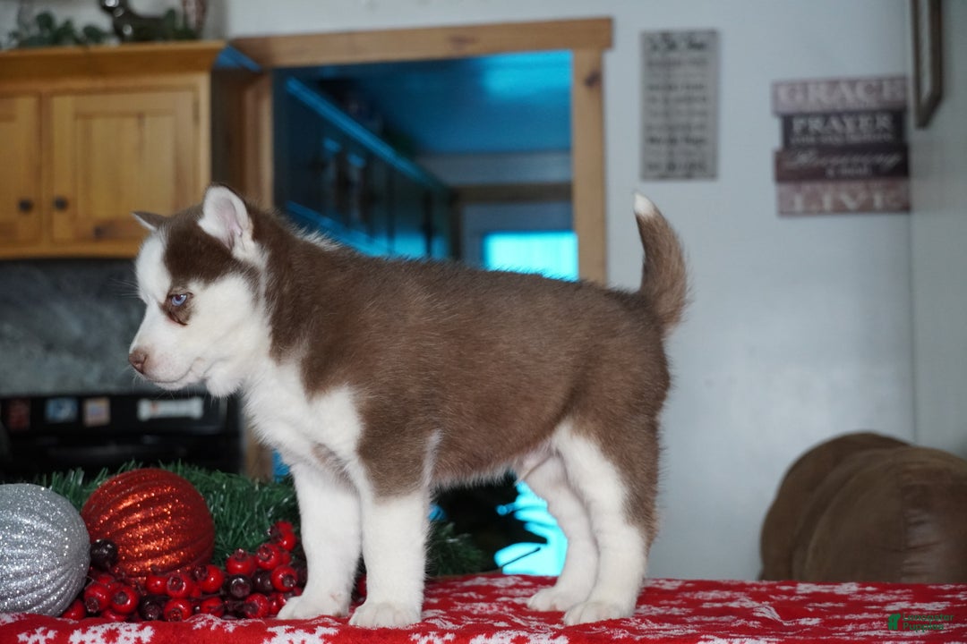 Siberian Husky dogs for sale: Cash - Ad 5